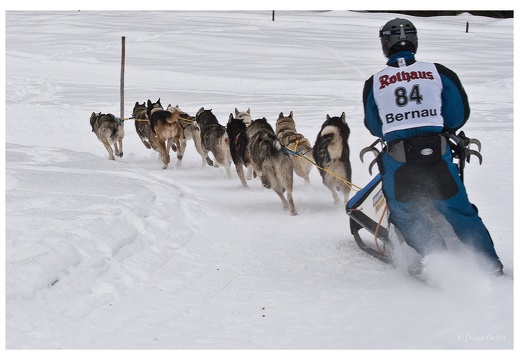 Schlittenhunderennen