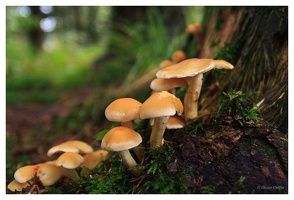 Im Wald
