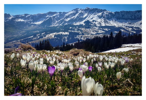 Mai 2015 - bei Sörenberg (CH)