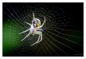 Juli 2016 - Spinne