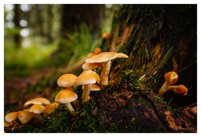 Oktober 2020 - Pilze bei Kandern (D)