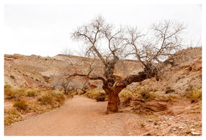 Little Wild Horse Canyon & Bell Canyon
