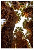 1000 Palms Oasis