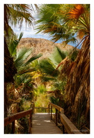 1000 Palms Oasis
