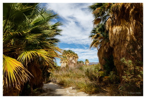 1000 Palms Oasis