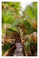 1000 Palms Oasis