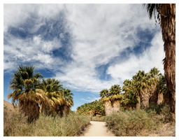 1000 Palms Oasis