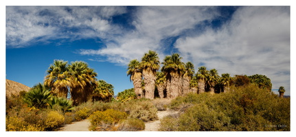 1000 Palms Oasis