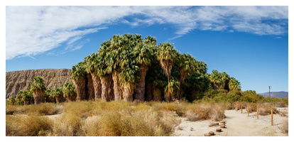 1000 Palms Oasis