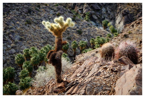Indian Canyons