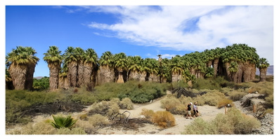 1000 Palms Oasis