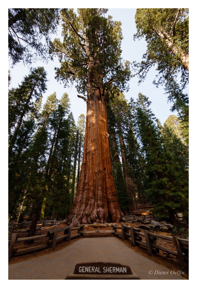 171202-180_Sequoia.JPG