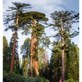 171202-202_Sequoia-Pano.JPG
